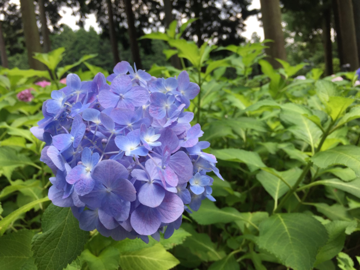 【スタッフ日記】京都は三室戸寺の紫陽花を見てきました。